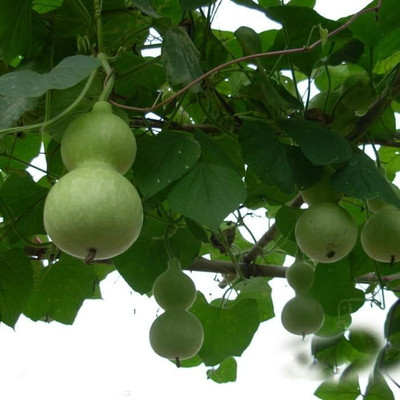 Qualtivate PUA-6A Large Birdhouse or Bottle Gourd Seed(50 per packet)