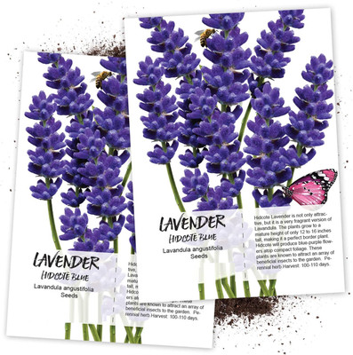 WILLVINE Blue Hidcote Lavender (Lavandula angustifolia)-2 x Packet Seed(200 per packet)