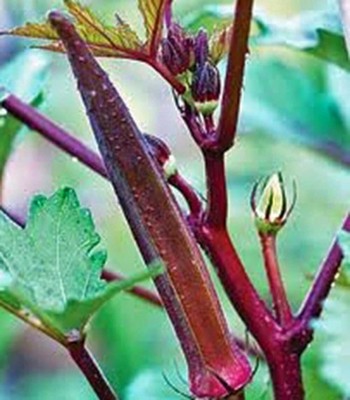 Quentova Burgundy Red Okra Seeds-AJ-3I Seed(200 per packet)