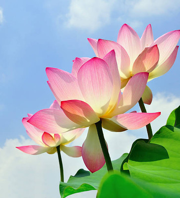 Shriram lotus,kamal gatta Seed(10 per packet)