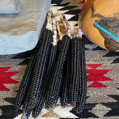 WILLVINE NKR -I Purple Maize,Peruvian Corn Seed-[250g] Seed(1000 per packet)