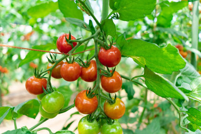 GEZ tomato Seed(85 per packet)