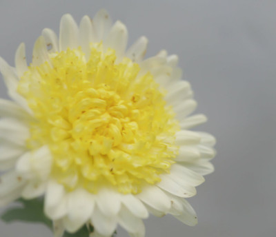 Quentova Chrysanthemum Flower-7F-KTK Seed(100 per packet)