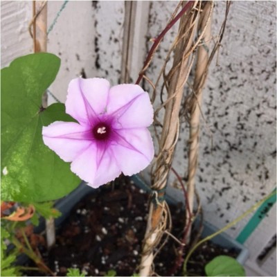 Biosnyg ROX-51 Lavender Moonflower (Ipomoea turbinata)-[50 Seeds] Seed(50 per packet)