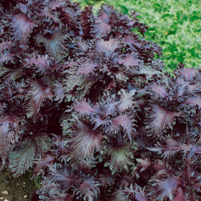 CYBEXIS HUA-31 - Perilla Frutescens - (750 Seeds) Seed(750 per packet)