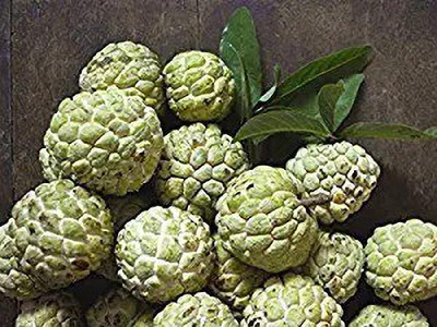 MAA Custard Apple Seed(42 per packet)