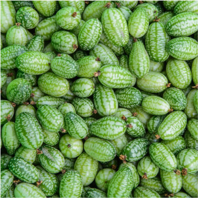 WILLVINE Non-GMO F1 HybridCucamelon/Mexican Sour Gherkin (Melothria scobra)-5000 Seeds Seed(5000 per packet)