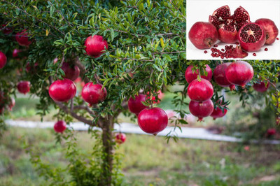 Aywal Dwarf Pomegranate Fruit Tree Seed(35 per packet)