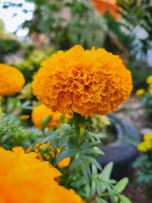 SIDDHARTH FISH FARM marigold/gende ka phool flower seeds Seed(50 per packet)