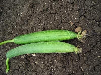 KNESSiN Gardening | Summer/Winter(Sponge Gourd) Seed(500 per packet)