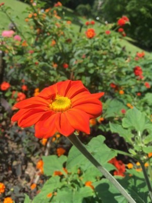 madrid Tithonia Red Flower Seed(100 per packet)