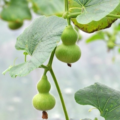 VibeX Desi Bottle Gourd Seed-(50 Gms, 250 Seeds) Seed(250 per packet)