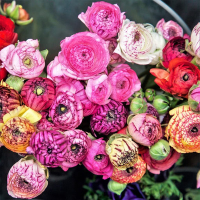 Aywal Ranunculus Flower Bulb Seed(2 per packet)
