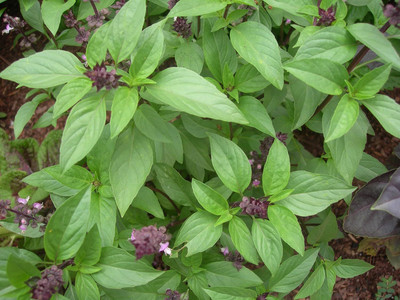 Qualtivate XLR-7 Thai Basil Seeds Seed(1000 per packet)