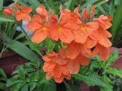 Oliver kanakambaram,firecracker,tropical flame,orange colour flower seed Seed(140 per packet)