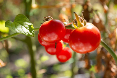 Nema tomato Seed(140 per packet)