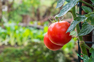 Kavya Craft tomato Seed(115 per packet)