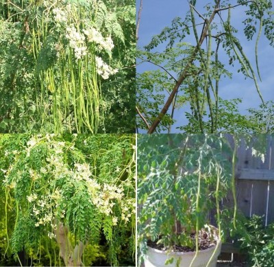 ibains Moringa seeds for plantation bij 38 Seed(38 per packet)