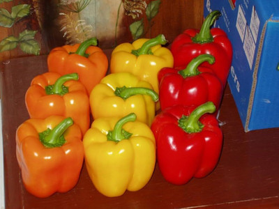 ibains Red yellow capsicum seeds Seed(40 per packet)