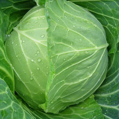 Avysa Cabbage round green (बंधा गोभी के बीज) Seed(100 per packet)