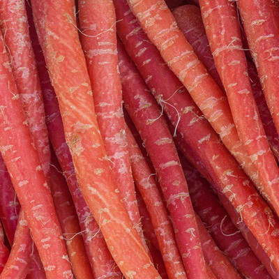 CEZIUS Winter Vegetable Seeds Carrot - Nutri-Red-a9-C Seed(820 per packet)