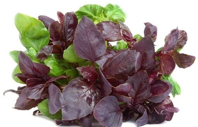 Qualtivate NDIR-82 Herb Basil Red Rubin Seed(1000 per packet)
