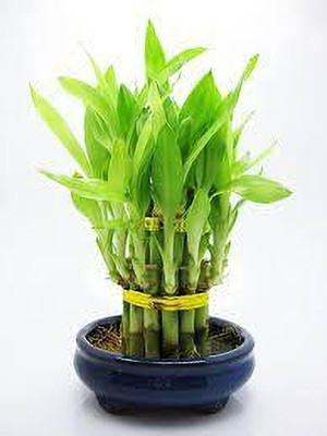 Bamboo lucky bamboo Seed(73 per packet)