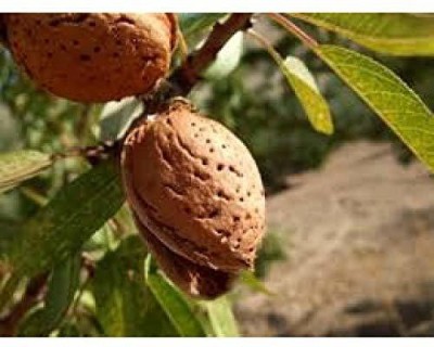 VibeX GBPUT-78 - Badam/Sweet Almond - (30 Seeds) Seed(30 per packet)