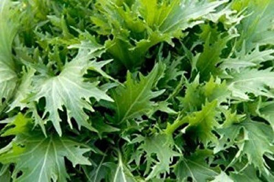Qualtivate GXL-6AT Mustard Seed Heirloom Mizuna Seed(300 per packet)