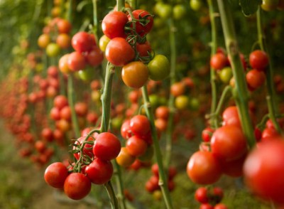 BULKY TRADE tomato Seed(135 per packet)