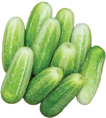 Qualtivate RES-4A Picklebush Pickling Cucumber Seeds Seed(300 per packet)