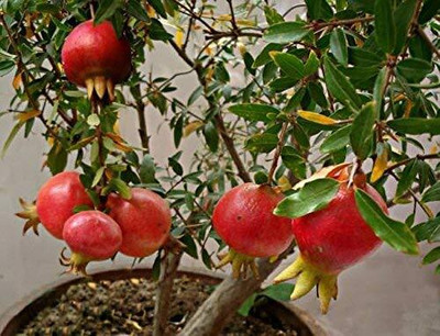 Qualtivate HUA-3A Red Anar/pomegranate Fruit Seeds Seed(50 per packet)