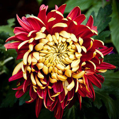 VibeX XLR-57 - Rare Red Yellow Chrysanthemum Flower Plant Morifolium - (270 Seeds) Seed(270 per packet)