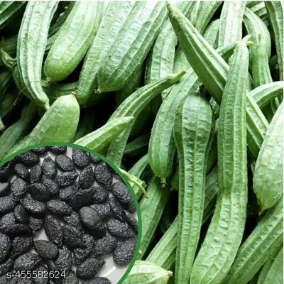 DEYS AGRO ™ f1 hybrid ridge guard vegetable seeds for home Seed(35 per packet)