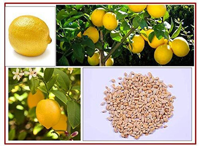 CRGO LEMON , NIMBU Seed(40 per packet)