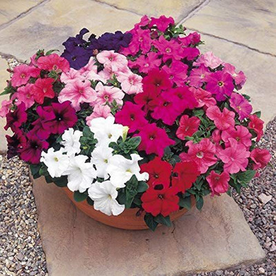 CYBEXIS VVI-72 - Petunia Unicum Mix F1 - (60 Seeds) Seed(60 per packet)