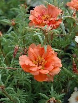 Seedsqlty Portulaca double mix flower seeds, high germination (100 seeds) Seed(100 per packet)