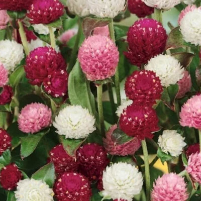 Quentova Gomphrena-Flower (Mixed)-IACR-5R Seed(40 per packet)