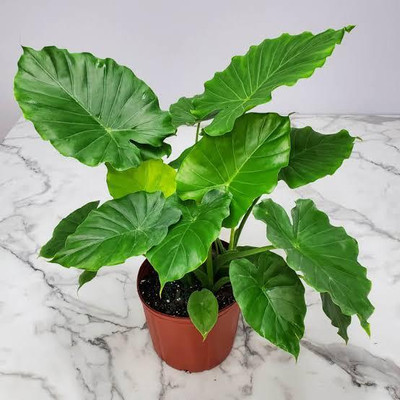 LIFELEX Taro Root Plant Seeds, Arbi Seeds, Kachalu Seed(3 per packet)