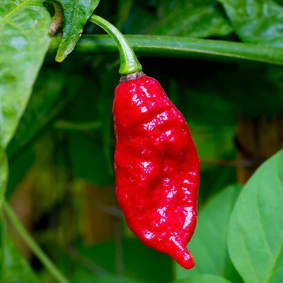 CYBEXIS Organic Chili Scorpion Hot Pepper Seeds2400 Seeds Seed(2400 per packet)