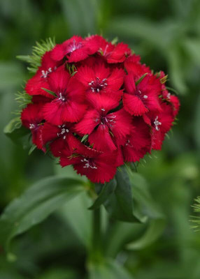 Lorvox Hybrid Dahlia Double Flower Seed(130 per packet)