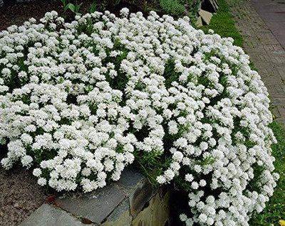 Aywal Candytuft Flower Seed - Dwarf Mix Flower Seed(40 per packet)
