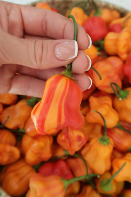 Biosnyg Non GMO Zebrange Hot Chilli Seeds for Home Gardening-(1000 Seeds) Seed(1000 per packet)