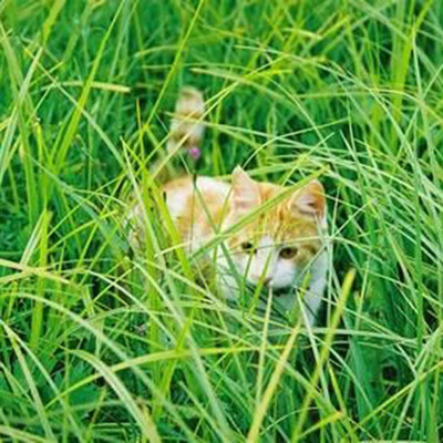 VibeX ® VXI-9 Cymbopogon citratus Lemongrass Seeds Seed(500 per packet)