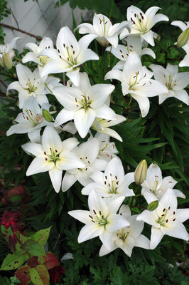 Cloud Farm Lily Plant Seed(2 per packet)