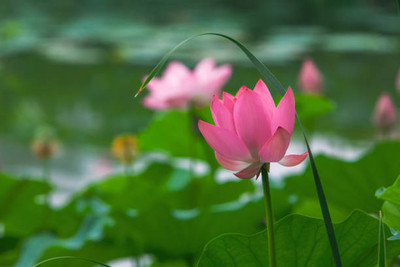Kishori Creation lotus,kamal gatta Seed(15 per packet)
