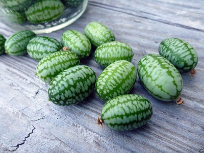 Qualtivate RES-9A Mexican Sour Gherkin Cucumber Seed(300 per packet)
