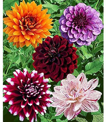 AMAJIT Dahlia Flowers Plant Seed,dahlia or garden dahlia Seed(57 per packet)