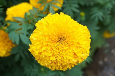 Vietrian marigold/gende ka phool flower seeds Seed(25 per packet)