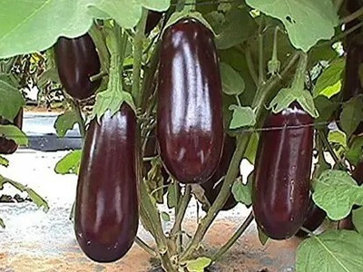 Ankur Farm Brinjal Seed, Begun Seed(24 per packet)